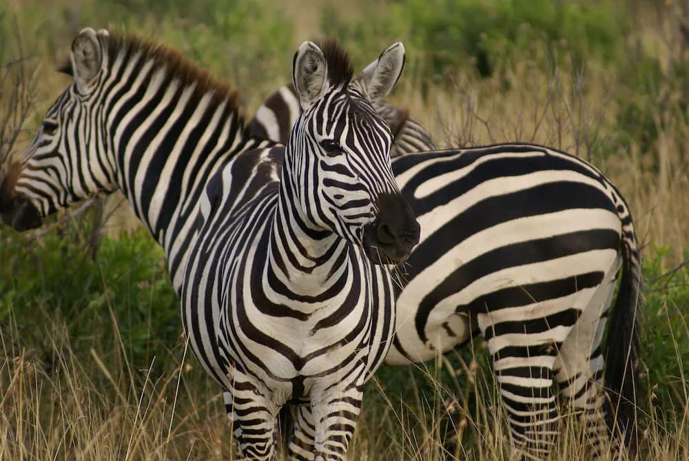 Game viewing