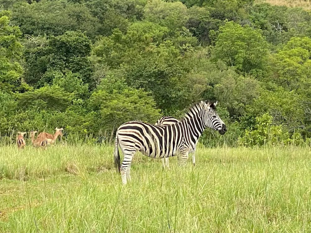 Game viewing