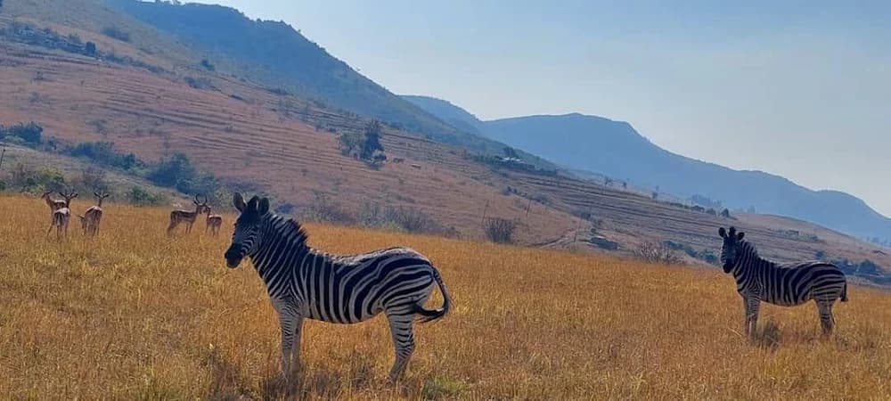 Game viewing