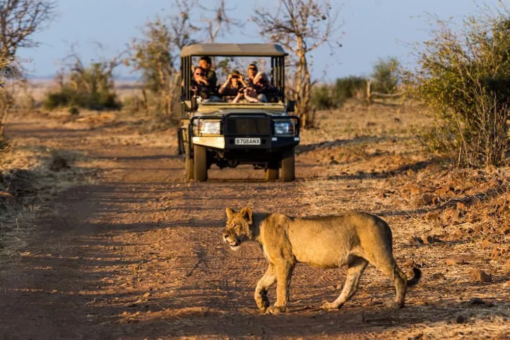 Safari