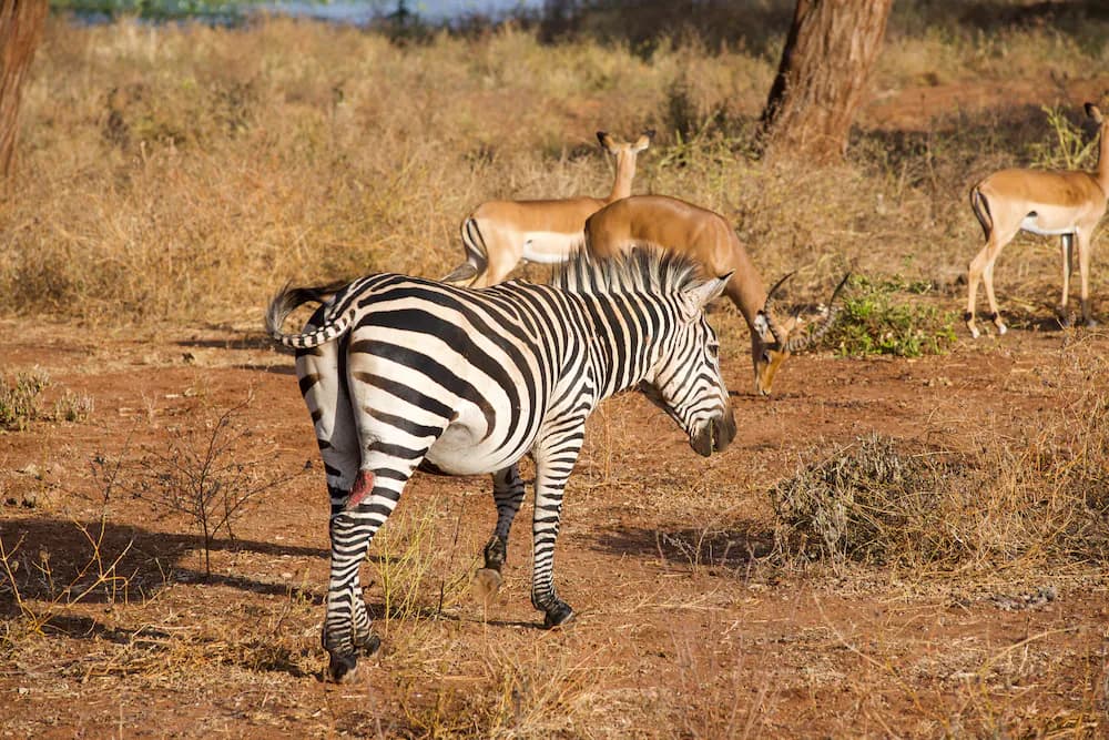 Game viewing