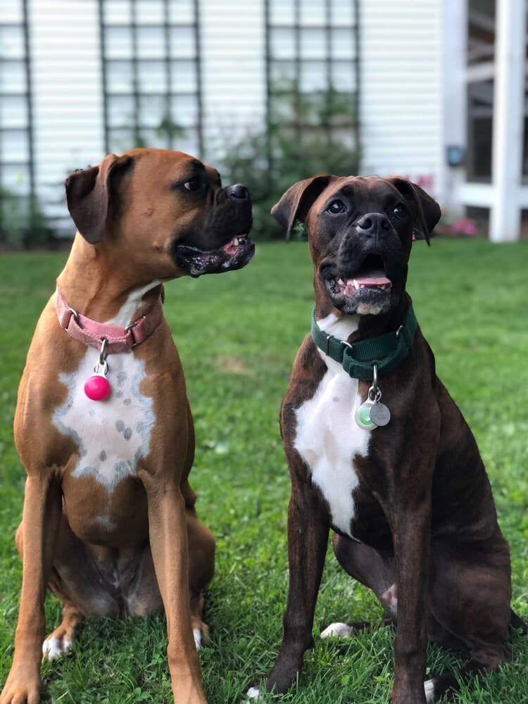 Pet-friendly