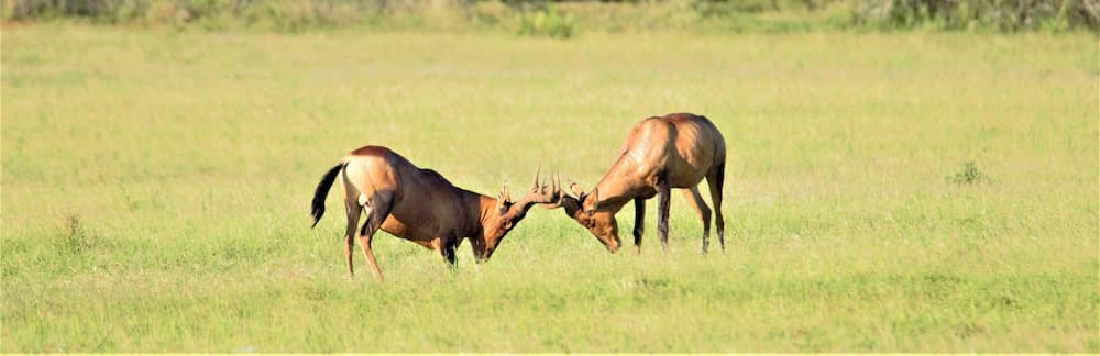 Game drive