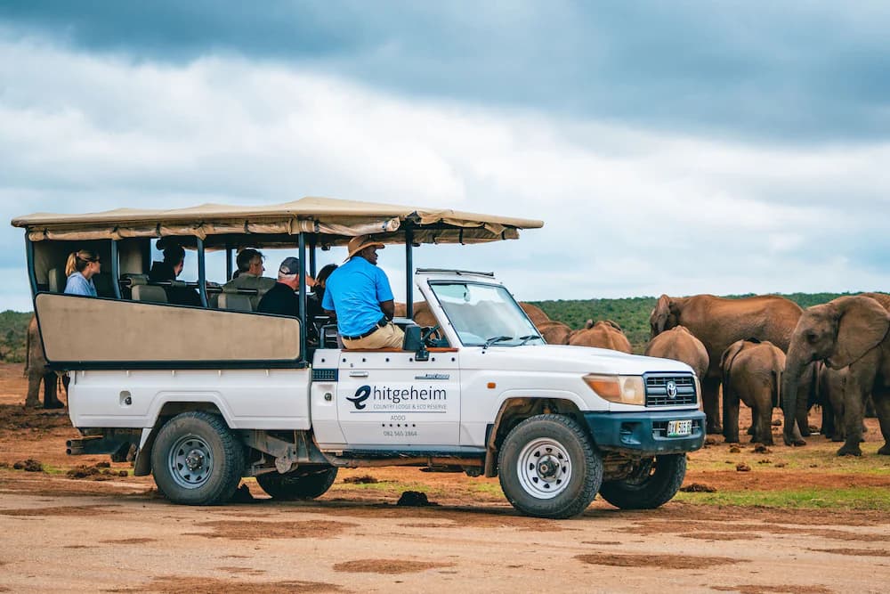 Safari