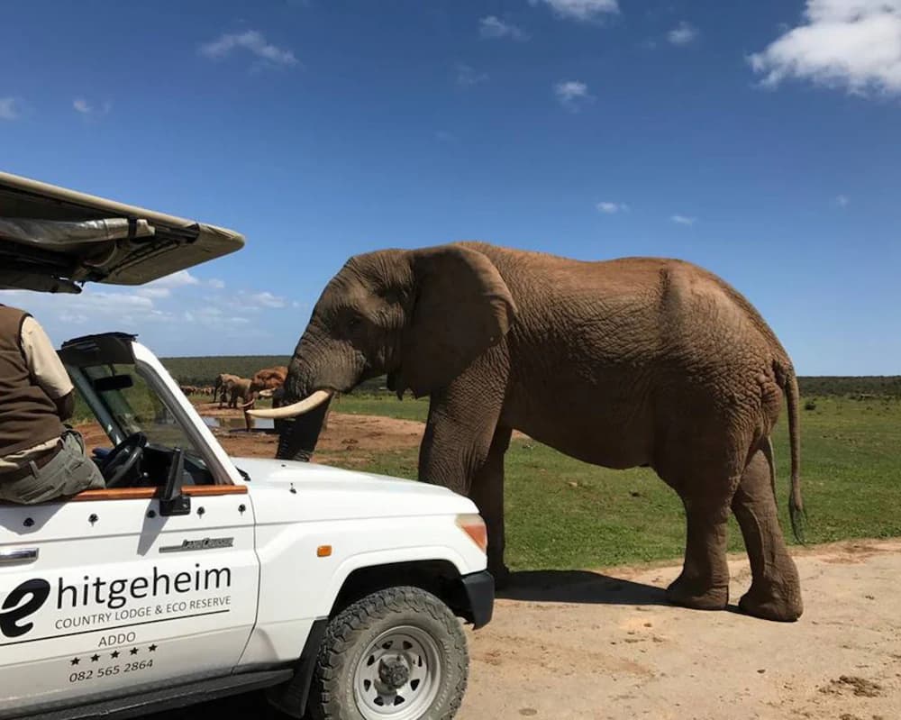 Safari