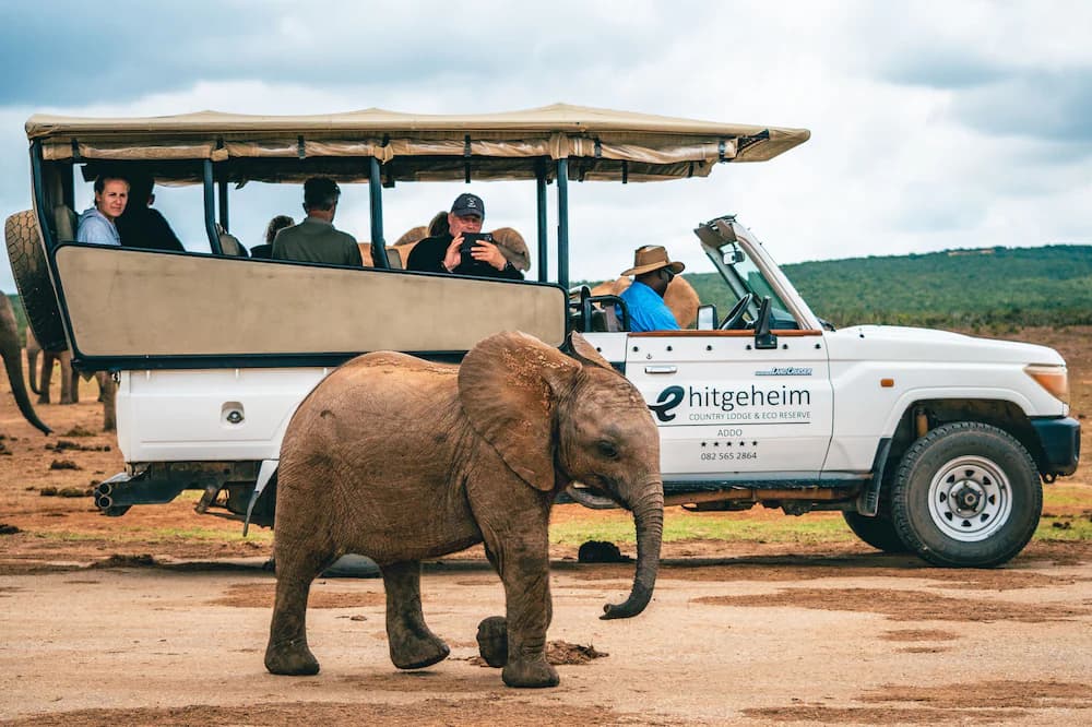 Game drive