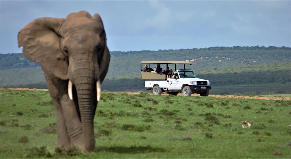 Game drive