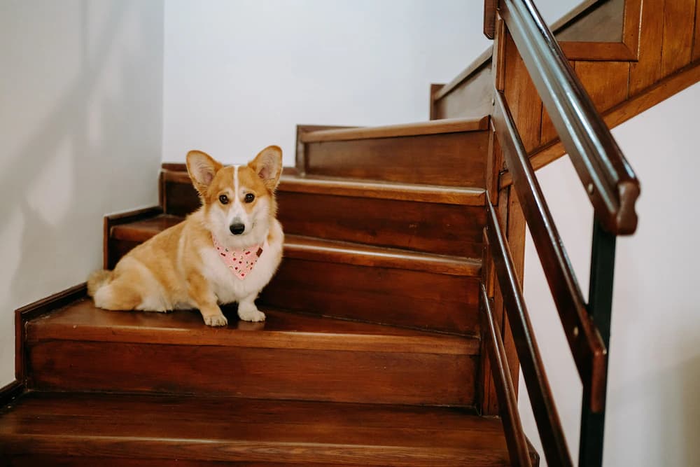 Pet-friendly