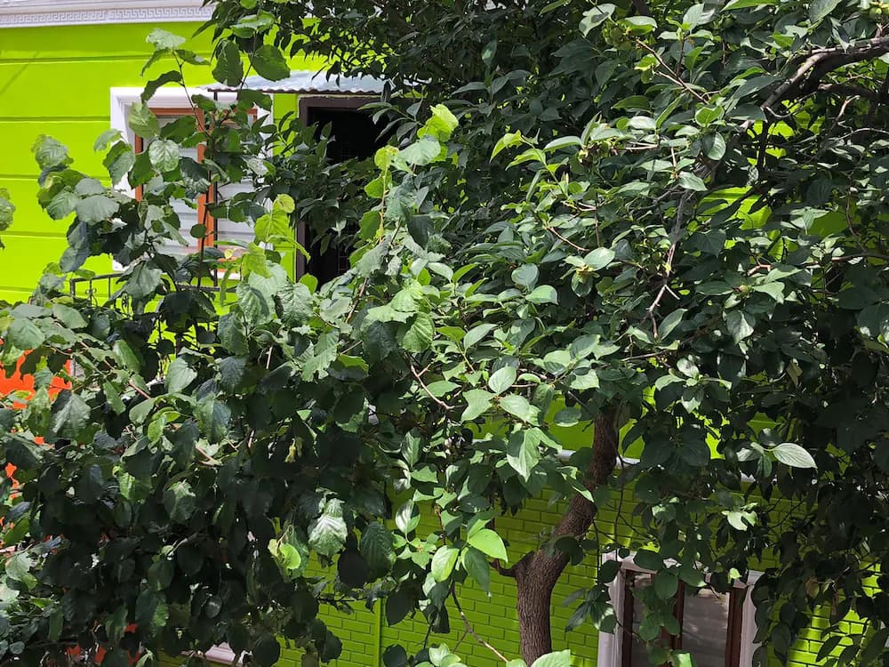 Garden view