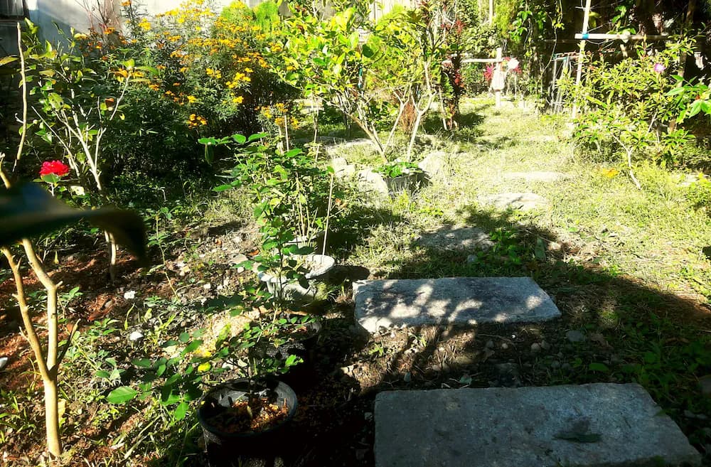 Garden view