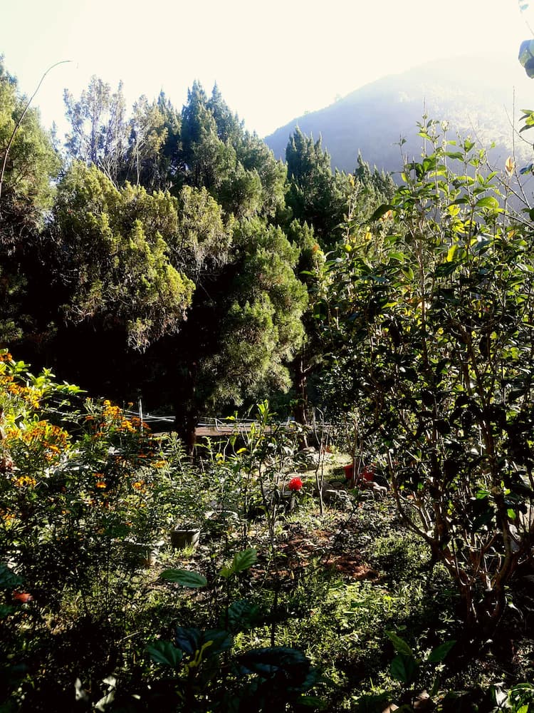 Garden view