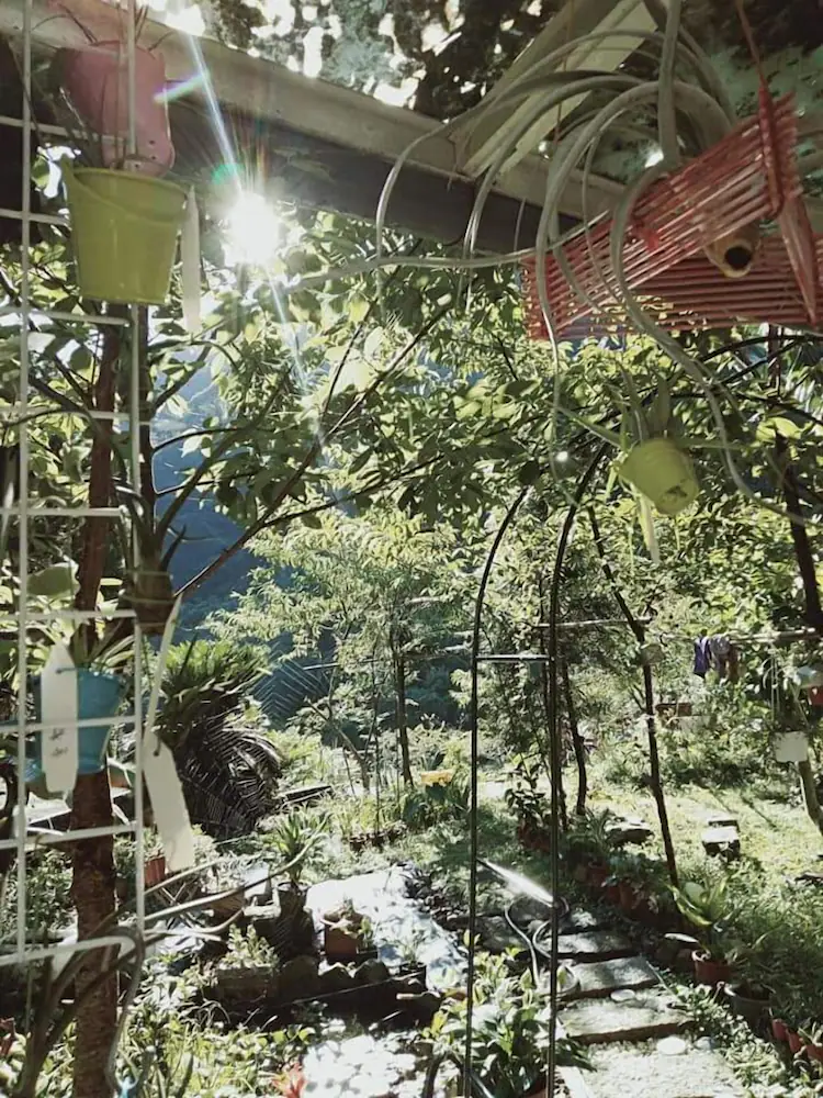 Garden view