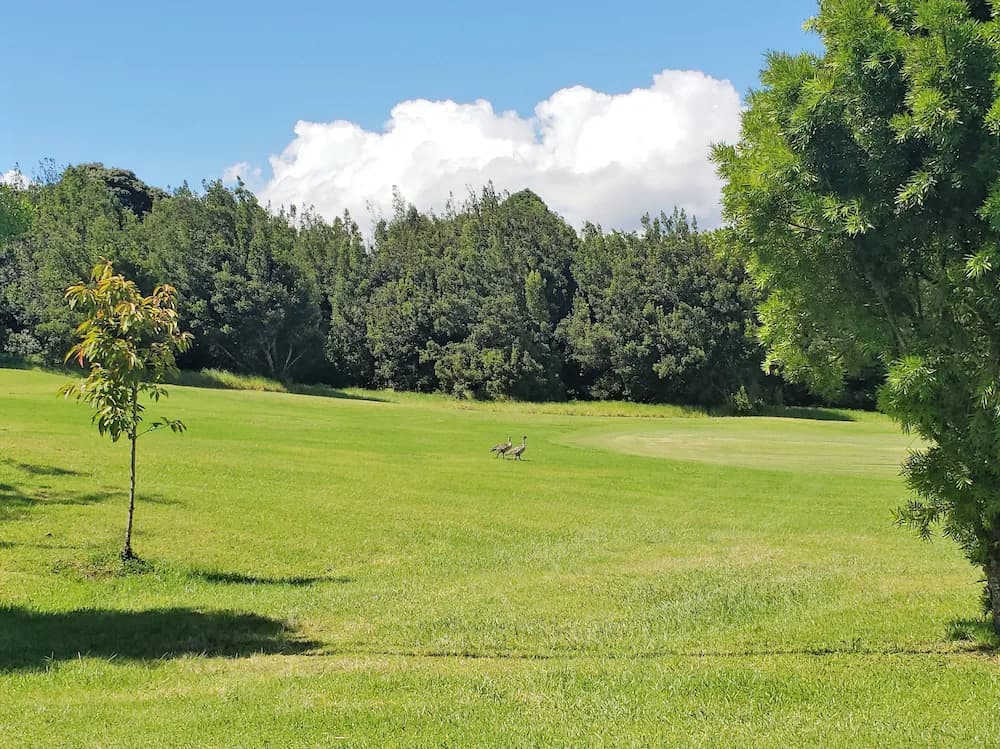 Golf