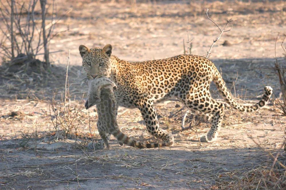Game viewing