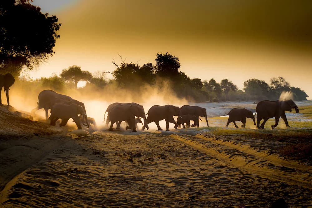 Game viewing