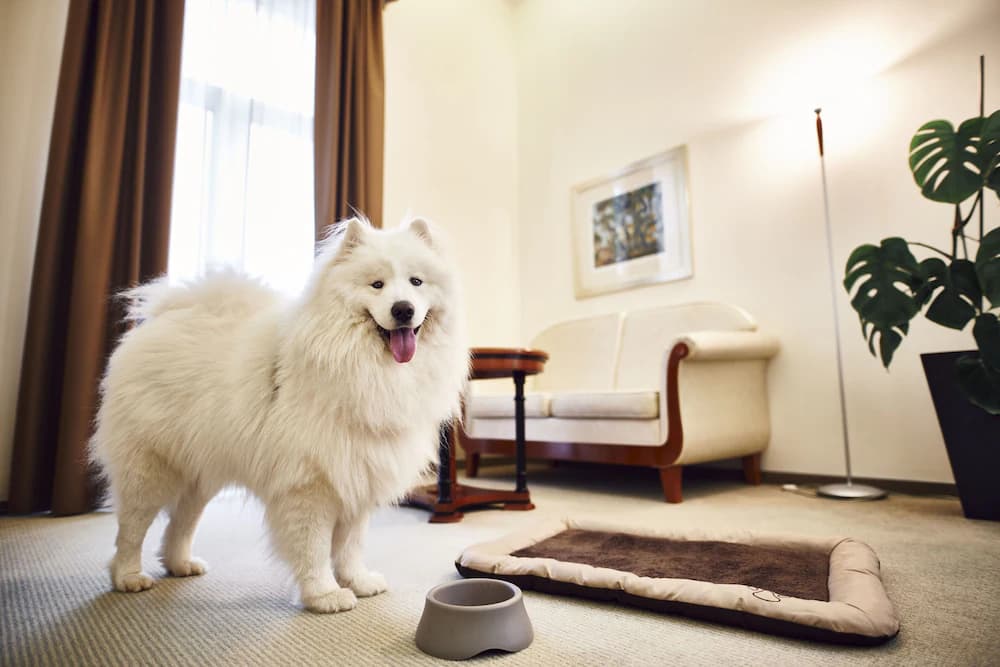 Pet-friendly
