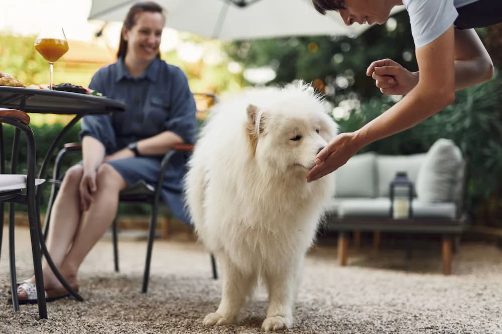 Pet-friendly