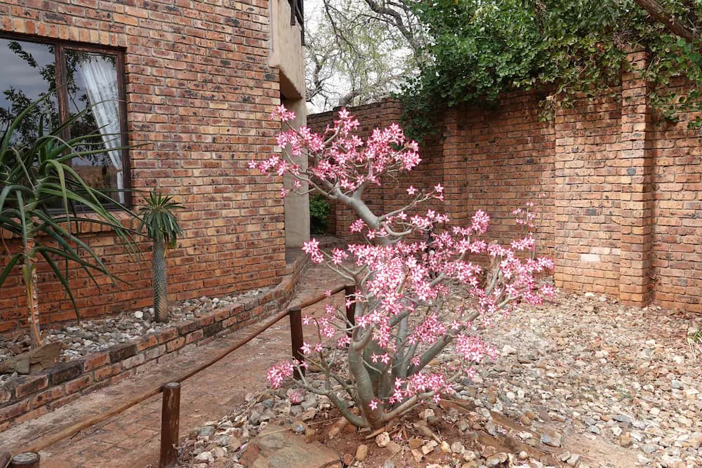Garden view