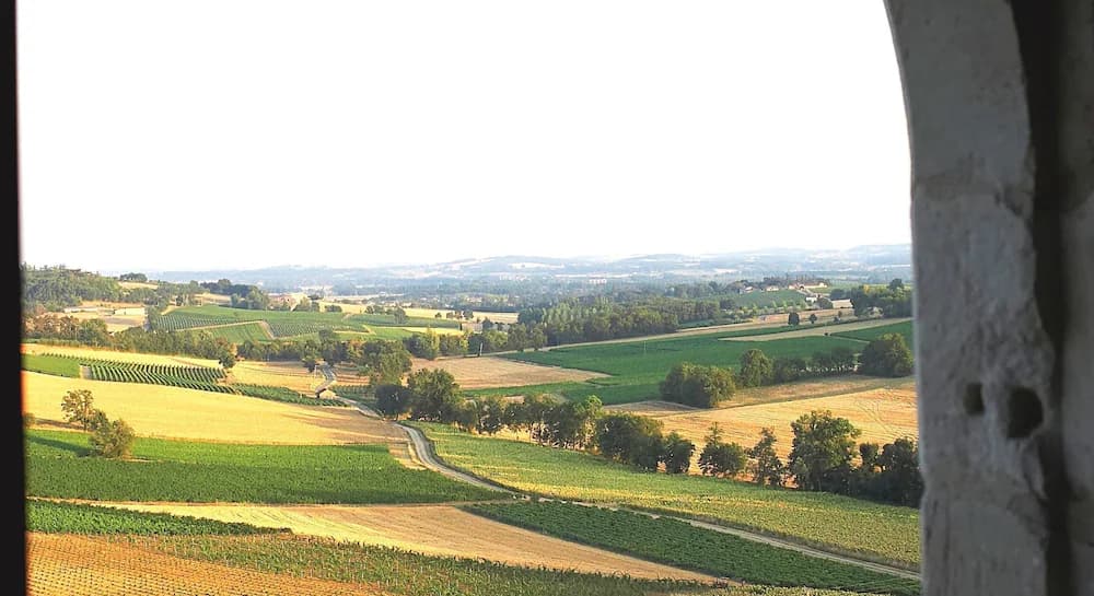 Vineyard view