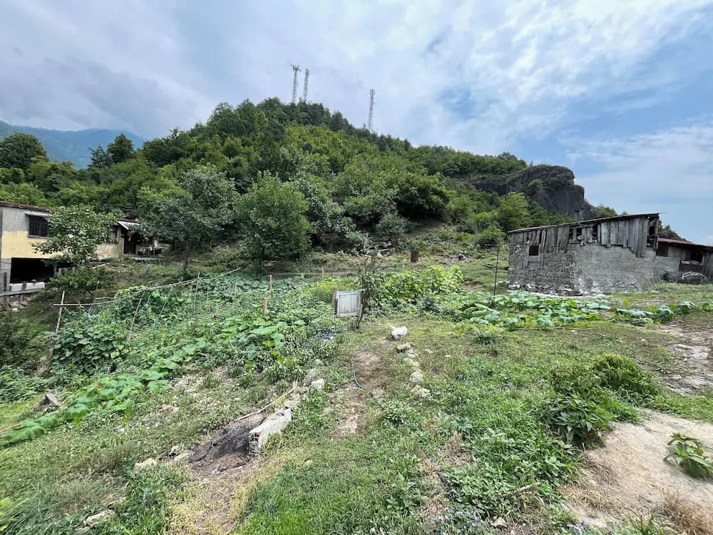 Garden view