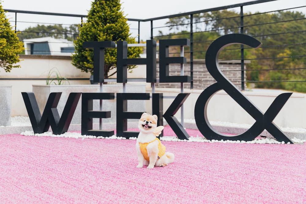Pet-friendly amenities