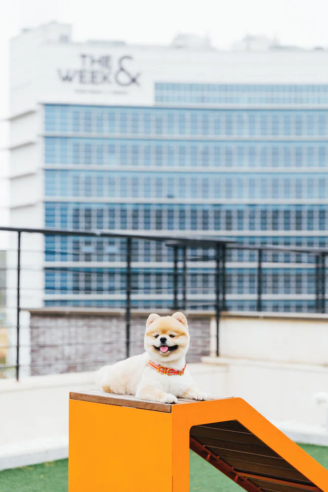 Pet-friendly amenities