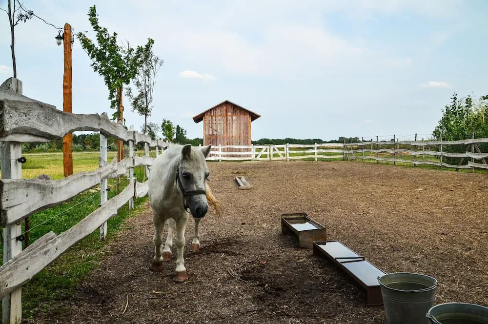 Horseback riding