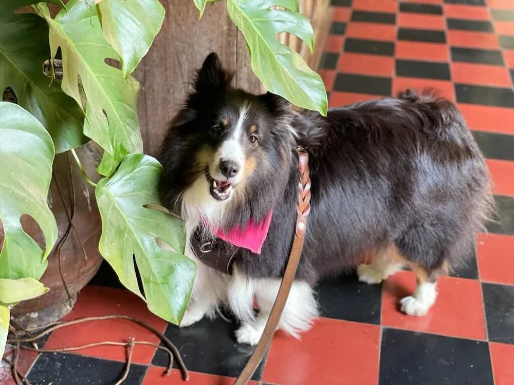 Pet-friendly