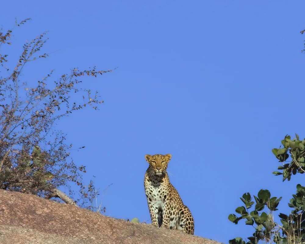 Safari