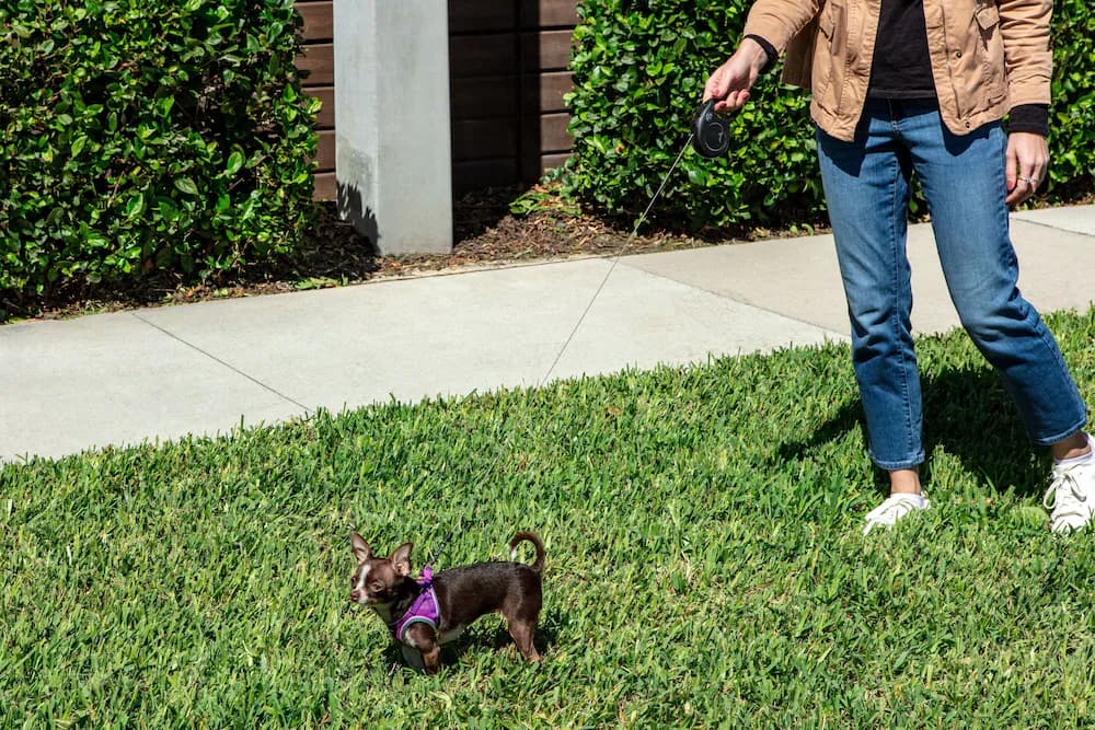 Pet-friendly