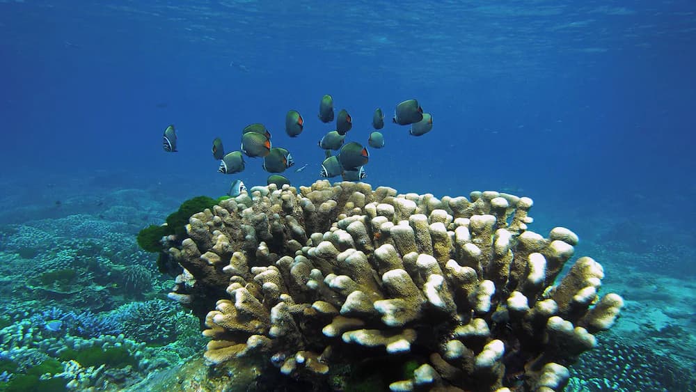 Aqua center