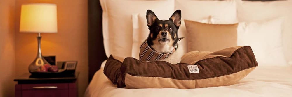 Pet-friendly