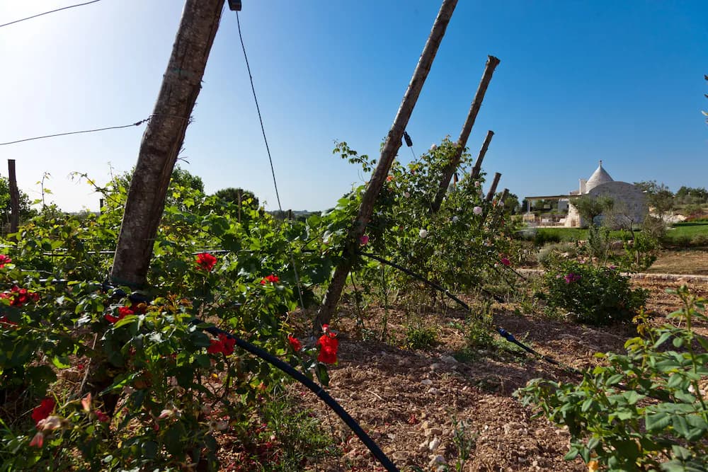 Vineyard