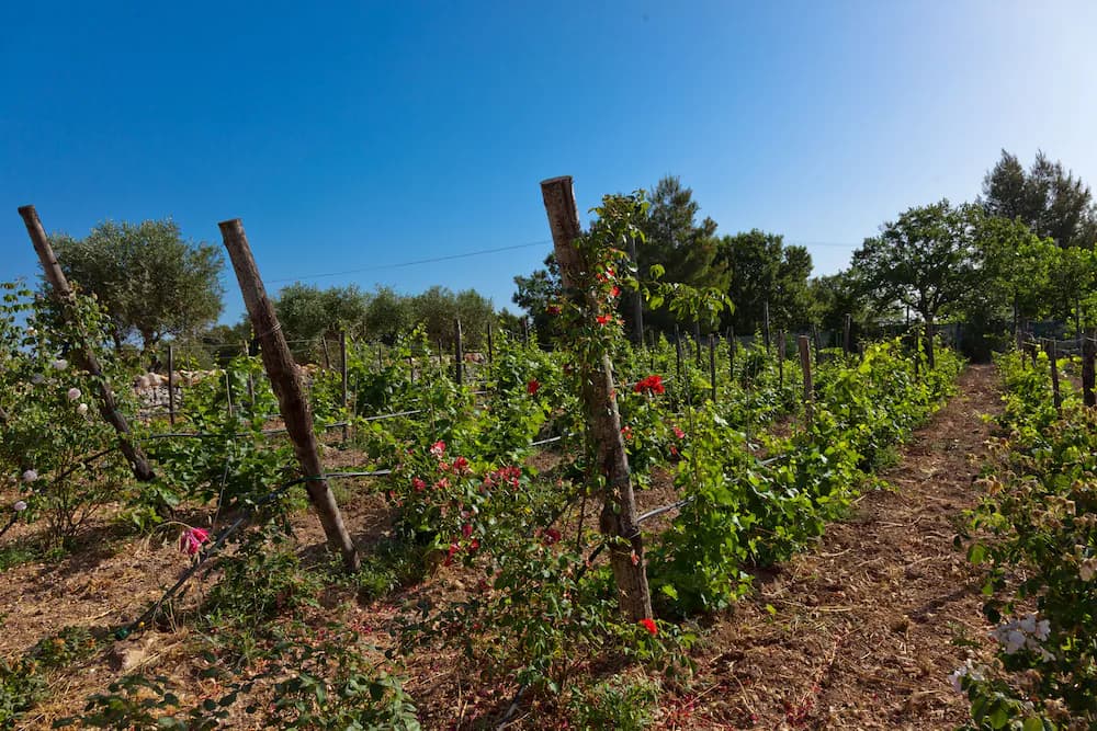 Vineyard