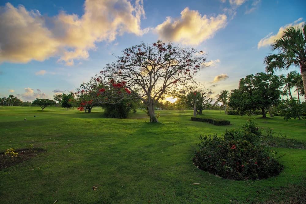 Garden