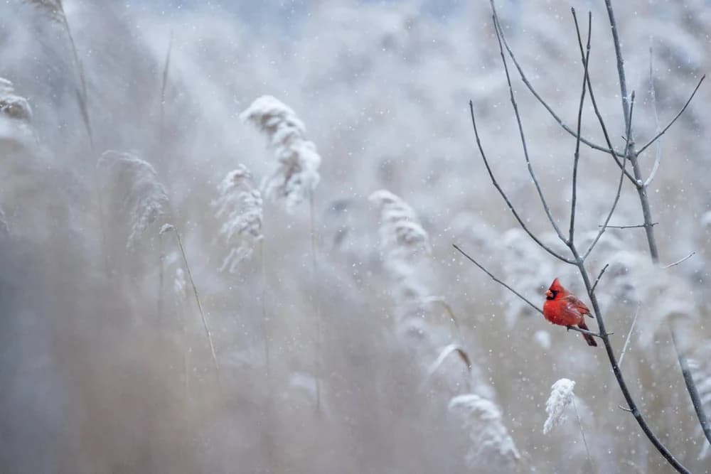 Snowshoeing