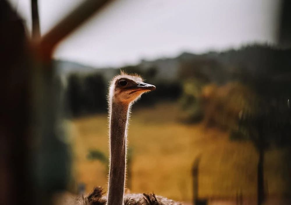 Safari