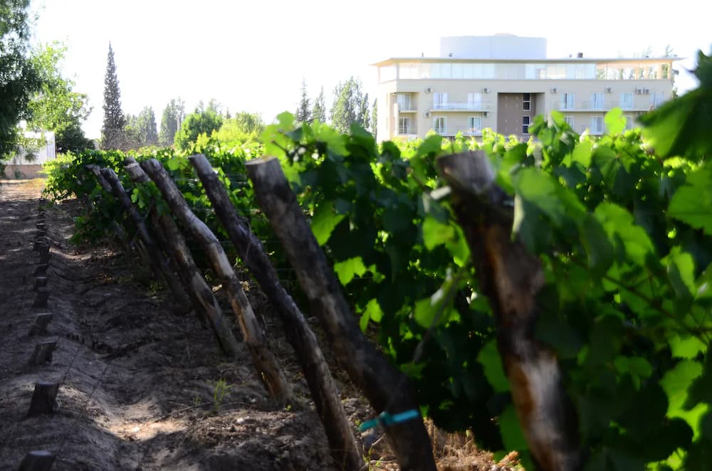 Winery