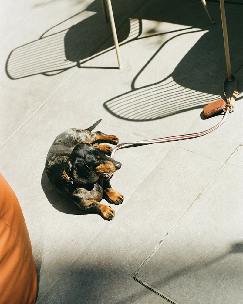 Pet-friendly