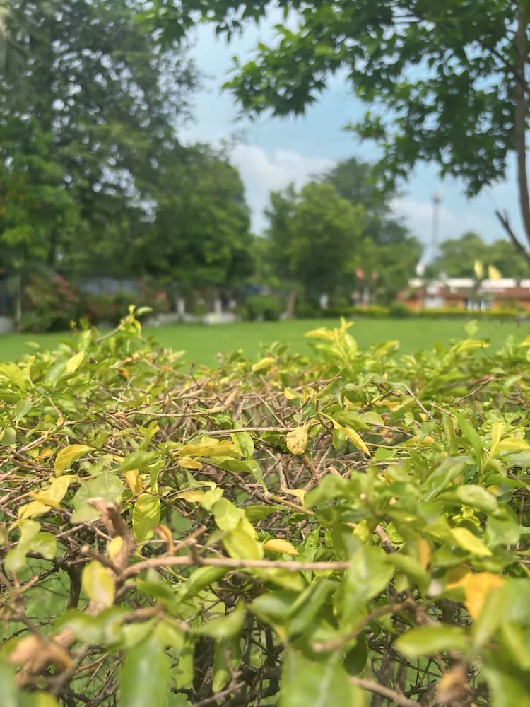 Garden view