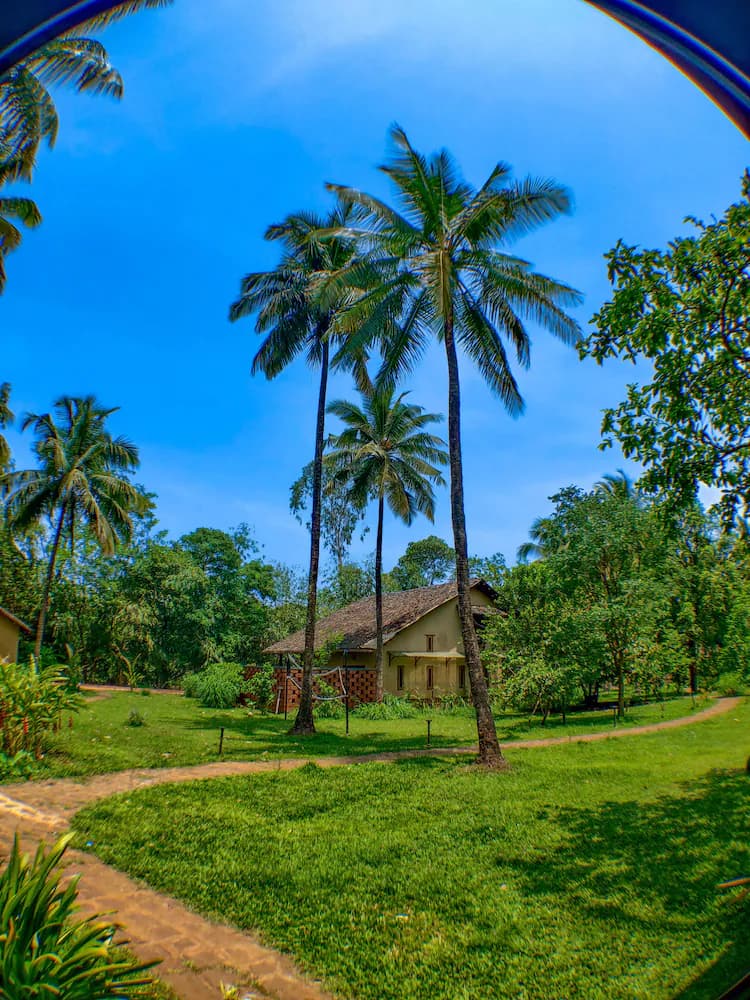 Garden view