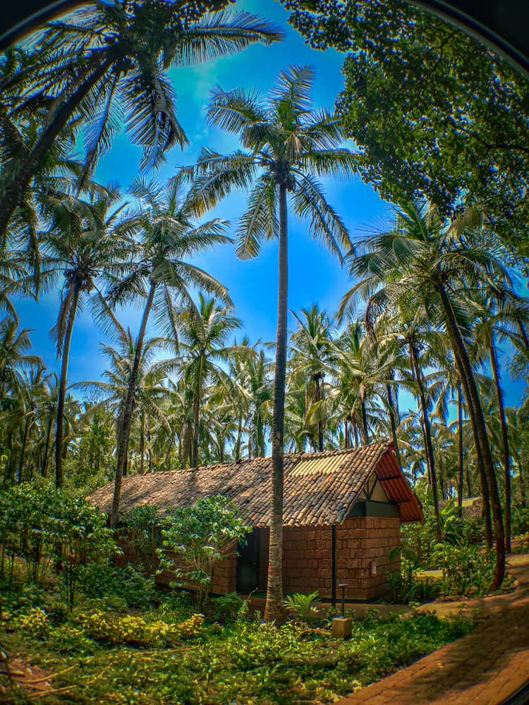 Garden view