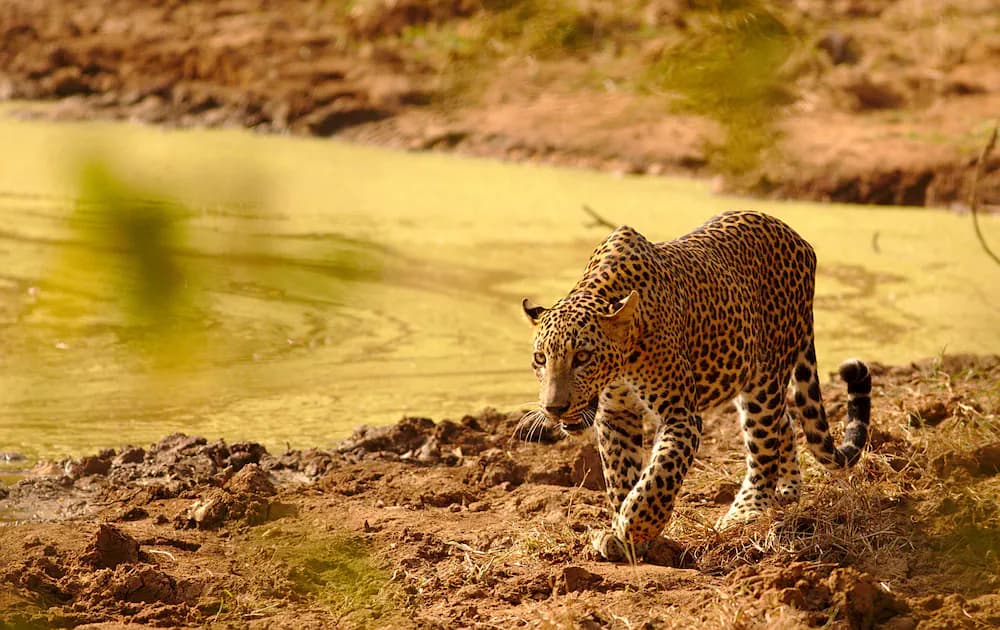 Safari