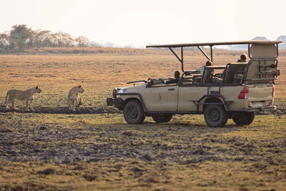 Safari