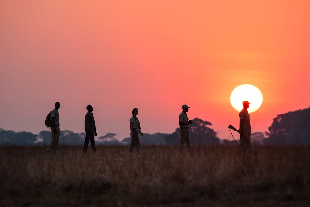 Safari