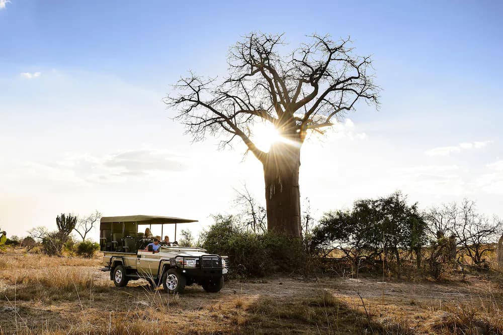 Safari